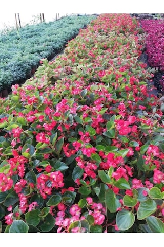 Begonya Çiçeği Yağlı Begonia Thurstonii 10-20 Cm