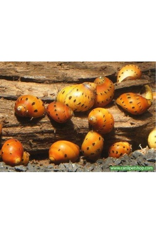 Benekli Nerite Salyangoz 1 Adet