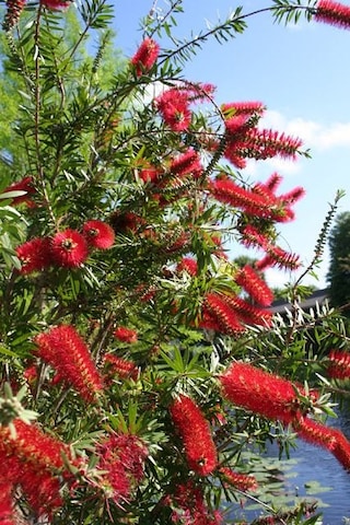 Fırça Çalısı Callistemon 10 Adet 80-100 Cm Çiçekli Peyzaj/çit B