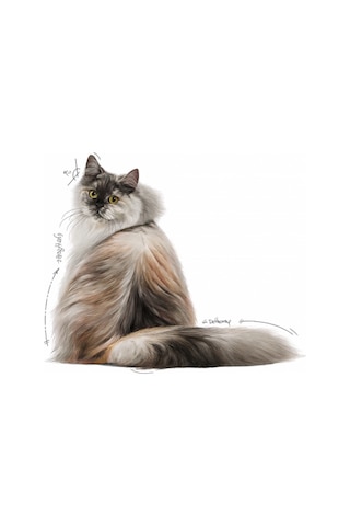 Royal Canin Intense Beauty Gravy Soslu Pouch Yetişkin Kedi Yaş Maması 85 G