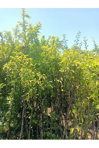 Yeşil Deniz Fidancılık Tüplü Ankara Armut Fidanı 100-150 Cm