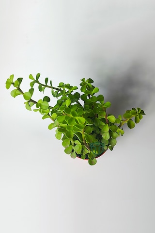 Fil Azığı Portulacaria Afra Para Çiçeği 8.5 Saksıda