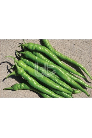 Biber Tohumu Demre Sivrisi 25 GR 3000 Adet Tohum