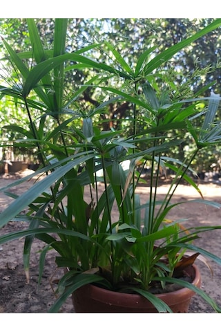 Japon Şemsiyesi Cyperus Alternifolius Şemsiye Palmiyesi