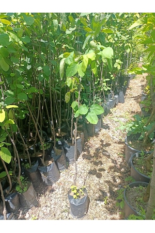 Yeşil Deniz Fidancılık Tüplü Eşme Ayva Fidanı 100-150 Cm