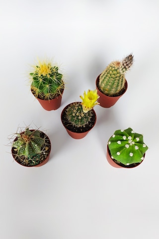 5 Li Kaktüs Set