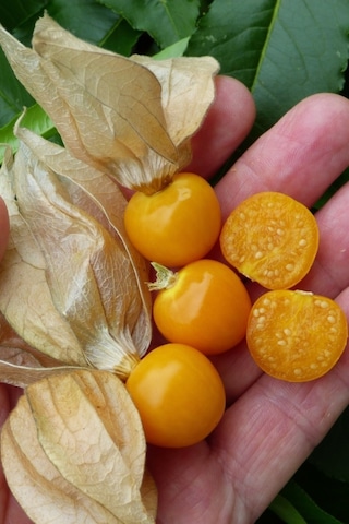 Ananas Tomatillo Altın Çilek Tohumu Physalis Ixocarpa