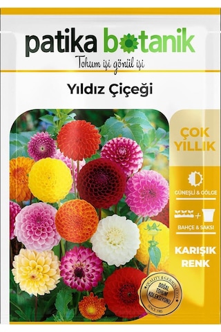 30 Adet Yıldız Dahlia Çiçek Tohumu