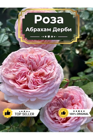 Dream Roses Gül Fidanı Abraham Derby 146353281