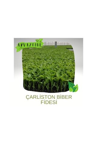 Çarliston Biber Fidesi 100 Adet