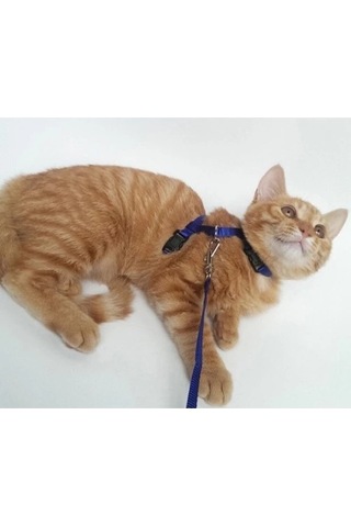 Bay Kedi Boyun Ve Göğüs Tasması Najmaddin