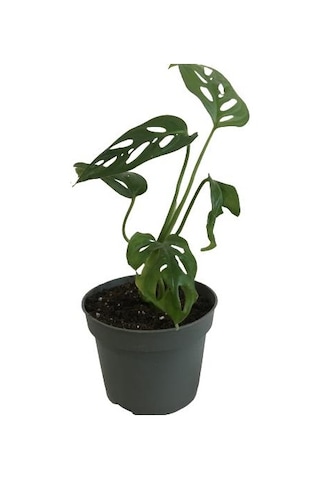 Mini Boy Monstera Monkey Mask 25 Cm