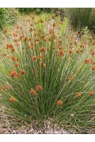 Juncus Acutus Keskin Uçlu Saz Fidanı 1-2 Yaş Arası Saksılı