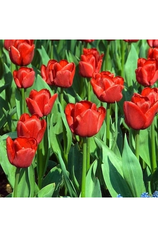 İlle De France Kırmızı Lale Soğanı 4 Soğan