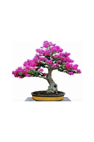 Bonsai İçin Uygun Erguvan Ağacı Tohumu 5 Tohum