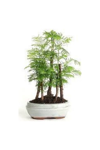 Nadir Ithal Bodur Redwood Bonzai Ağacı Tohumu Ekim Seti 5 Tohum Saksı Toprak Kombin
