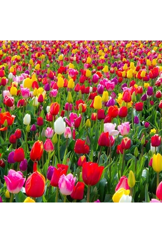 Özel Karışık Mix Lale Soğanı 10adet