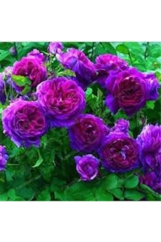 20 Adet Tohum Nadir Bulunan Mor Gül Tohumu Saksı Toprak