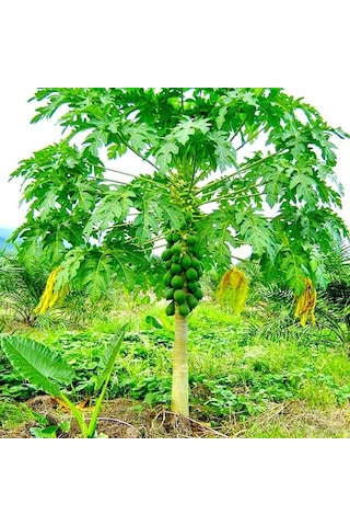 Papaya Fidanı 2 Yaş 50 Cm