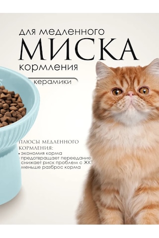 Vektorı Kedi Kabı Seramik 391812075