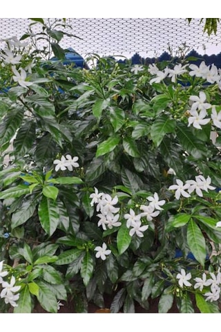 Bitkim Sende Arap Yasemini Yasemin Fidanı 40 60 Cm 1 Adet Saksılı/tüplü Rhyncospermum Jasminoides