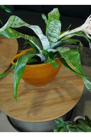 Cresta Seramik Oval Koyu Sarı Saksı 33 17 24cm
