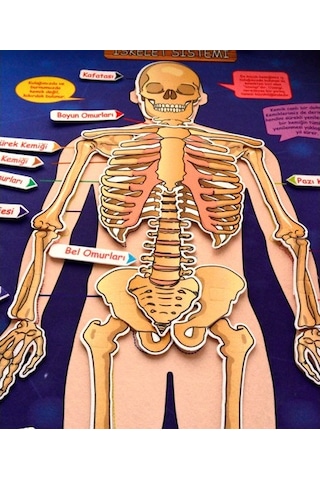 Tox İskelet Sistemi Keçe Duvar Panosu . Eğitici Oyuncak