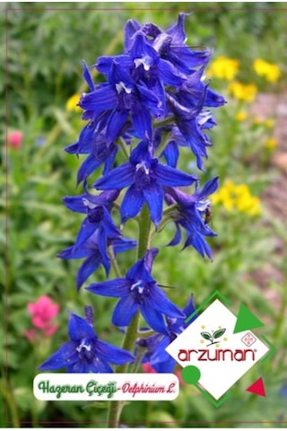Arzuman Süs Bitki Hazeran Çiçek Tohumu
