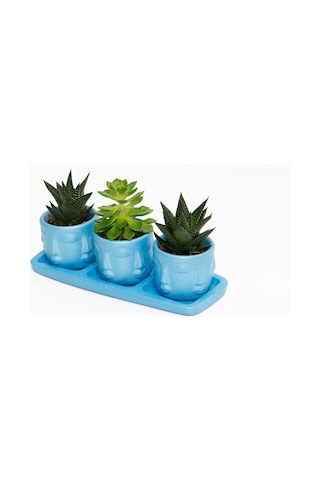 Trio Mavi Adler Sukulent Seti - Haworthia Limifolia. Echeveria