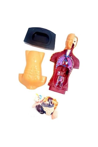 Kızılkaya Yarım İnsan Vücudu 3d Eğitim Seti 3301