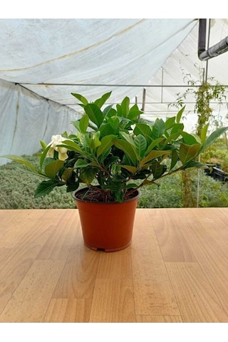 Gardenya Çiçeği Gardenia Jasminoides Fidanı 10-20 Cm