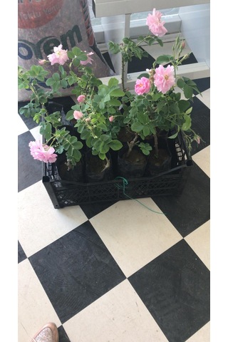 Ispartadan Gül Fidanı 5 Adet 15-25 Cm 427