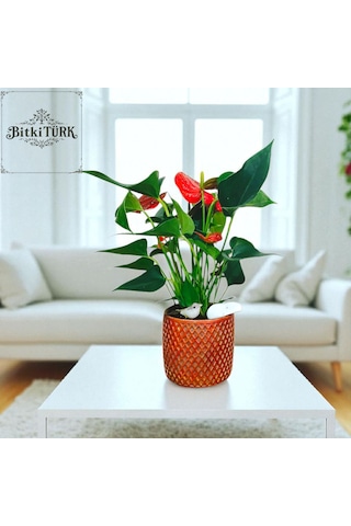 Bitkitürk-beton Saksıda Antorium Çiçeği Ofis Salon İç Mekan