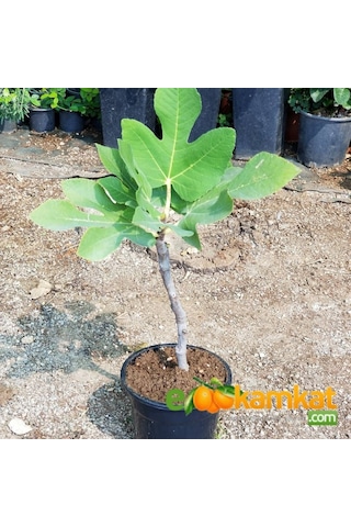 2 Yaş Bonsai Bodur Incir Fidanı. Saksıda