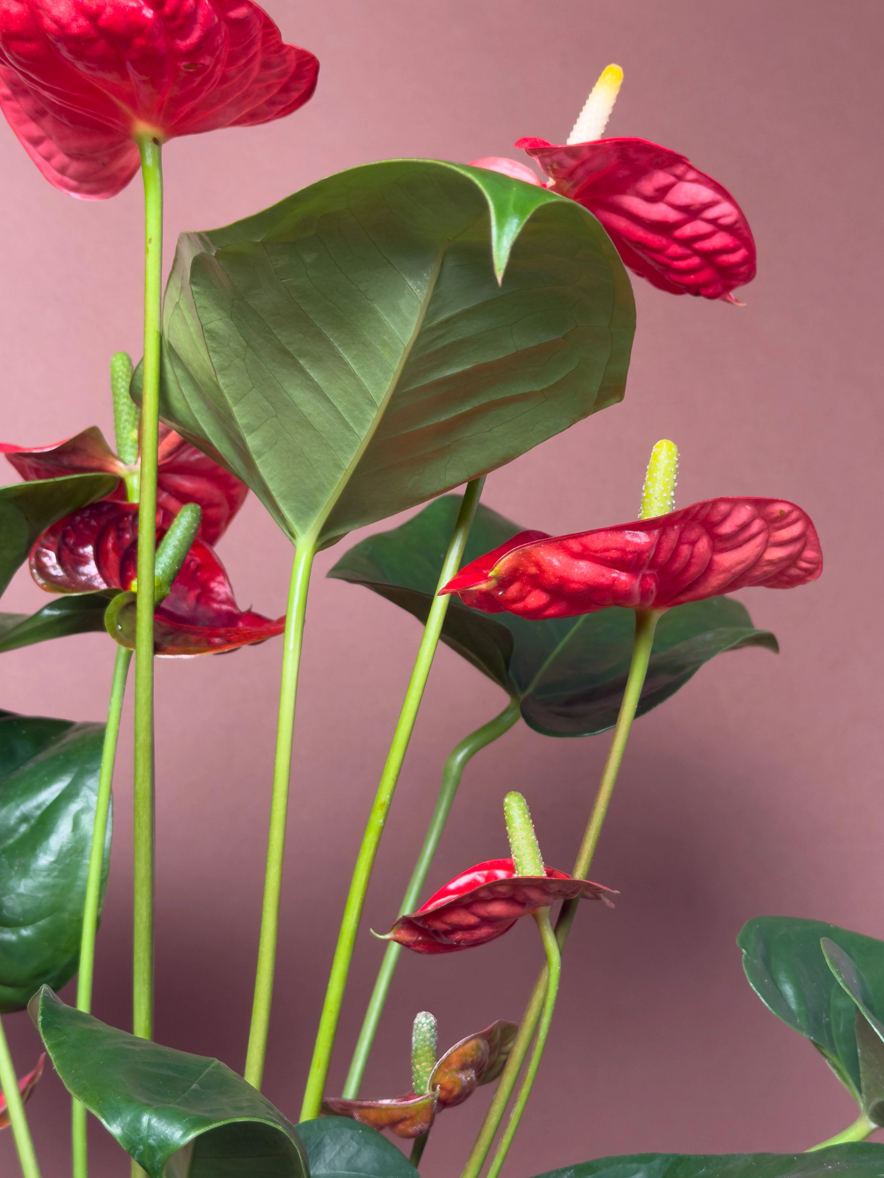 Büyük Boy Kırmızı Antoryum Anthurium Andraeanum 50 Cm Dik Formlu Ve Bol Çiçekli