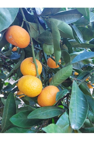 Doğal Bizden Doğal Fermantasyon Mandalina Sirkesi Yumuşak İçim 500 ML