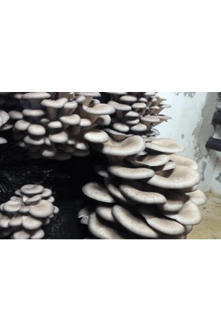 1 Adet 6 L 3 KG İstiridye Mantarı Kompostu N115519