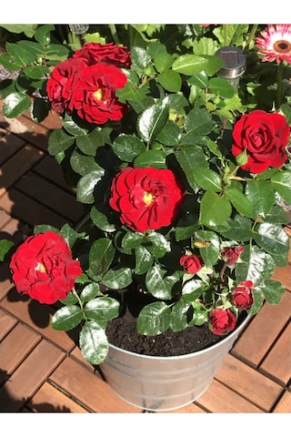 Kırmızı Gül 2 Adet Saksılı 40-60cm Aşılı Gül Bahçe Bitkisi Red Roses