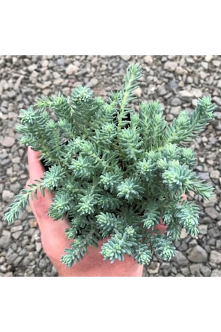 Sedum Reflexum 'blue Spruce' - 5 Adet Yer Örtücü Sukulent