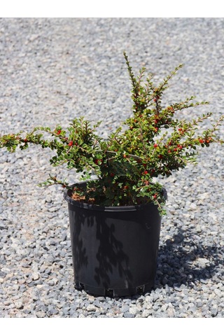 Cotoneaster Horizontalis - Yayılıcı Dağ Muşmulası