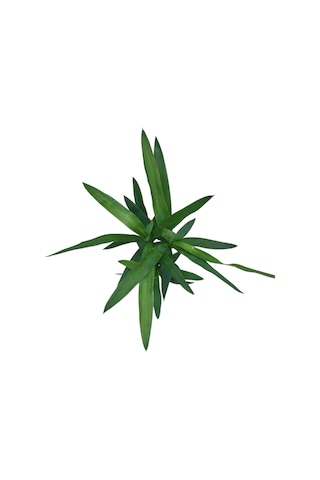 Yuca Gigantea Yuka Çiçeği Ø12 Cm Y30-35 Cm