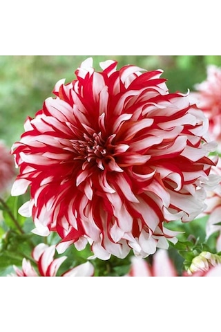 Karışık Yıldız Çiçeği Tohumu Dahlia Çiçeği Tohumu Yetiştirme Kiti