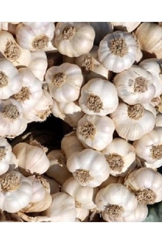 Tohumluk Taşköprü Sarımsağı 100 GR Tohumluk Taşköprü Sarımsağı 100 GR