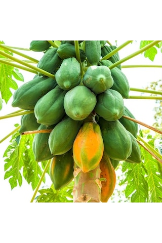 Papaya Fidanı 2 Yaş 50 Cm