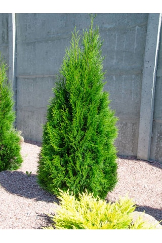 Videolu Güzel Kokulu Leylandi Fidanı 25 30cm 10 Adet Tüplü Dış Mekan Ağaç Cupressocyparis Leylandii