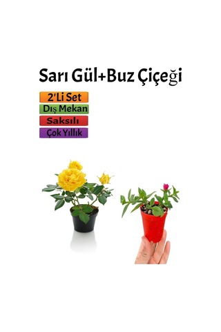 Sarı Gül Fidanı+ Buz Çiçeği Fidanı Seti 15-25 Cm Saksılı Dış Mekan Bitkileri