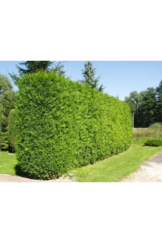 Yeşil Mazı 20 Adet / 30-50 Cm Çit Bitkisi Thuja Orientalis