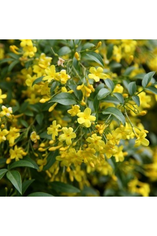 Sarı Arap Yasemin Fidanı Saksılı 1-2 Yaş Arası