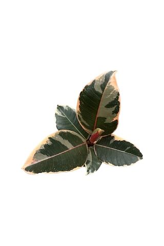 Ficus Elastica 'tineke' Kauçuk Çiçeği Ø10,5 Cm 20-25 Cm