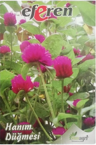 Hanım Düğmesi Tohumu